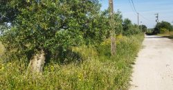 Lote Terreno Rústico Na Pacata Aldeia De Alforzemel – Almoster