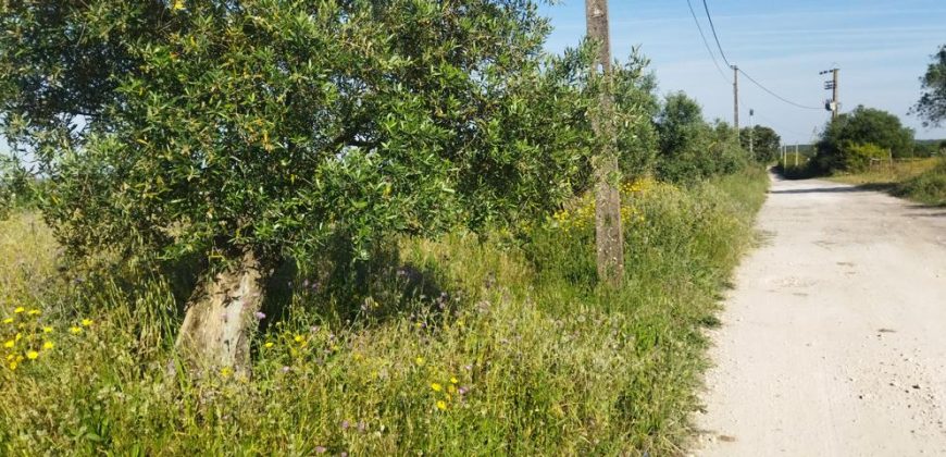 Lote Terreno Rústico Na Pacata Aldeia De Alforzemel – Almoster