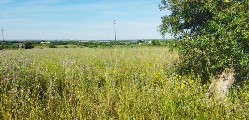 Lote Terreno Rústico Na Pacata Aldeia De Alforzemel – Almoster