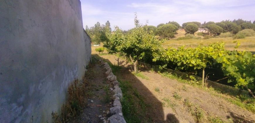 Quintinha Para Reabilitar Localizada a 5 Minutos Do centro Da Cidade De Rio Maior