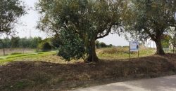 Lote De Terreno Urbano Para Construção Localizado Na Pacata Aldeia De Assentiz_ Rio Maior