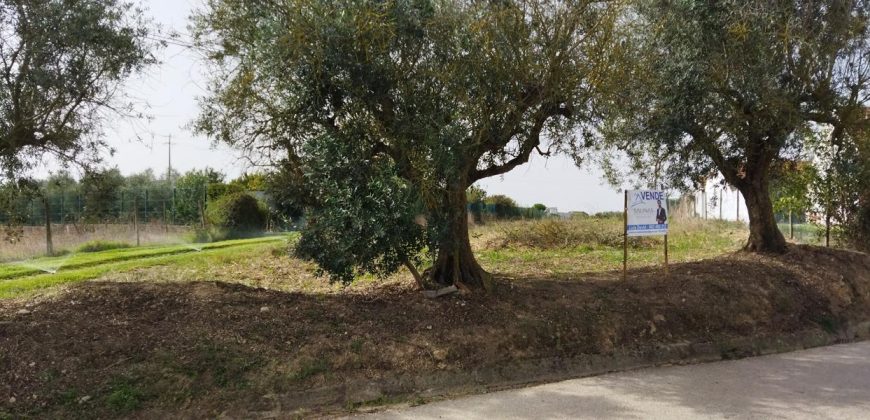 Lote De Terreno Urbano Para Construção Localizado Na Pacata Aldeia De Assentiz_ Rio Maior