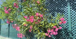 Quintinha C/ Piscina No Pacato Lugar de Vale Bom_ Ribeira de São João_ Rio Maior Quintinha C/ Piscina No Pacato Lugar de Vale Bom_ Ribeira de São João_ Rio Maior