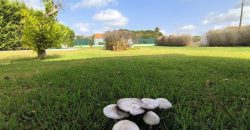Quintinha C/ Piscina No Pacato Lugar de Vale Bom_ Ribeira de São João_ Rio Maior Quintinha C/ Piscina No Pacato Lugar de Vale Bom_ Ribeira de São João_ Rio Maior